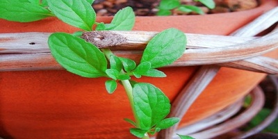 植物と植木鉢